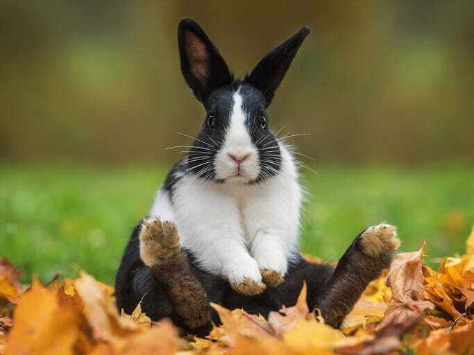 กระต่ายนั่งเล่น
