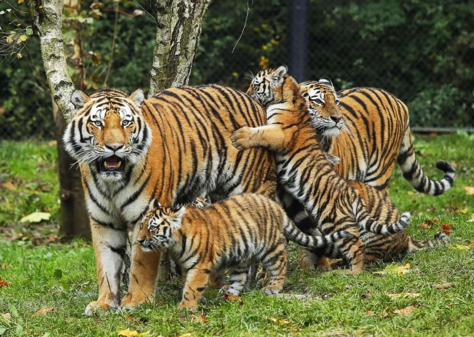 ครอบครัวเสือ