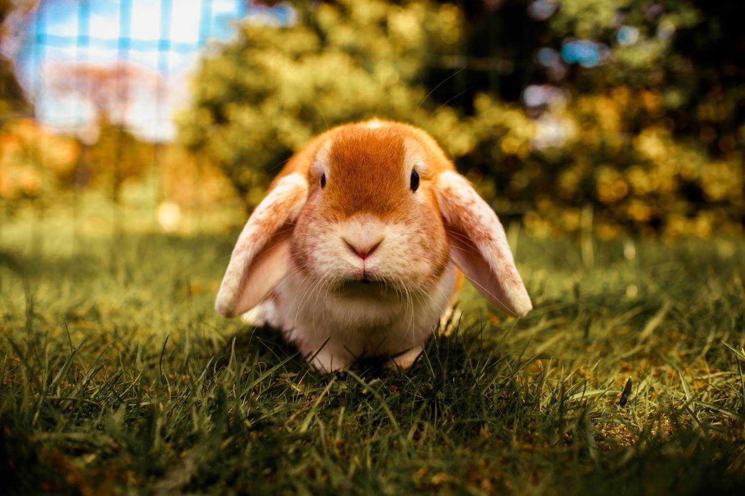 กระต่ายสีส้ม