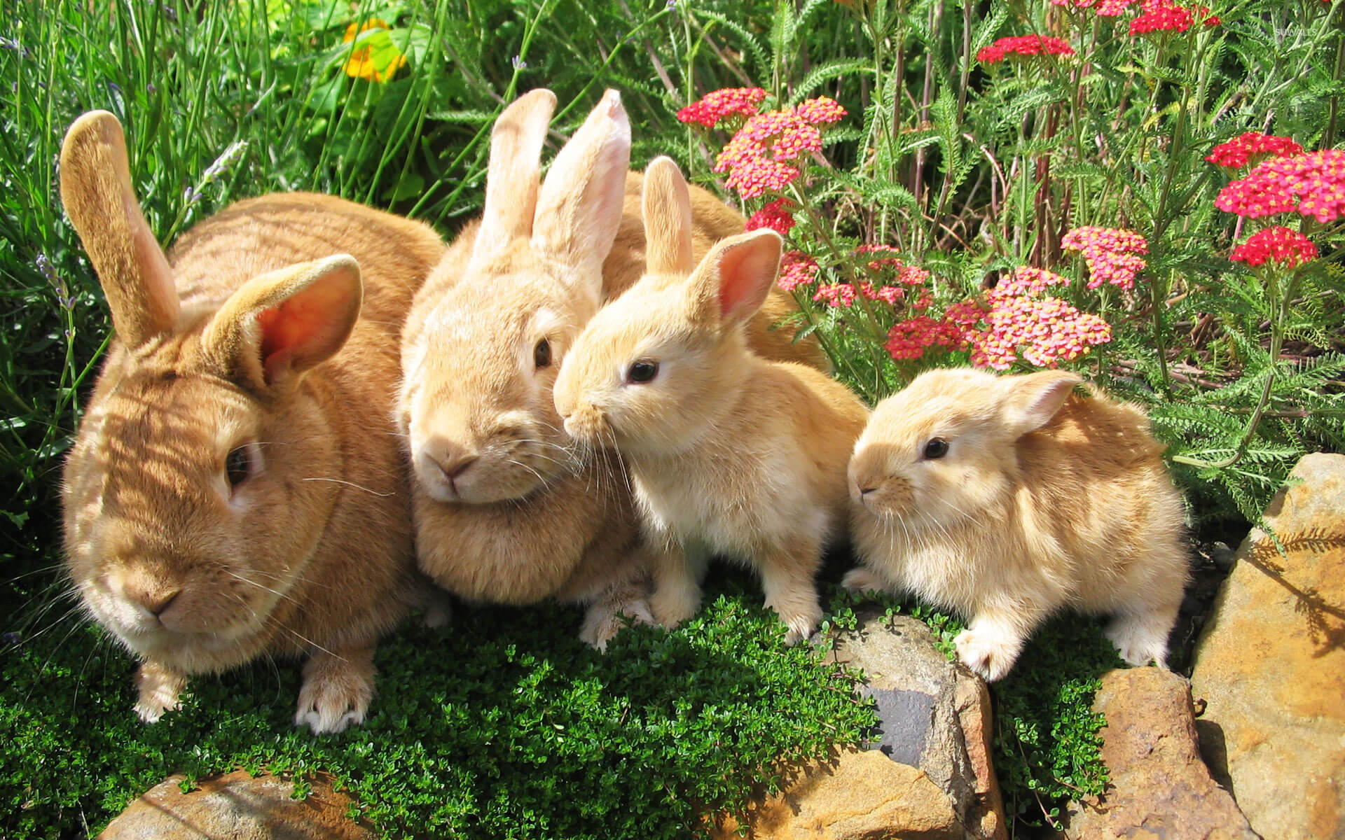 ครอบครัวกระต่าย
