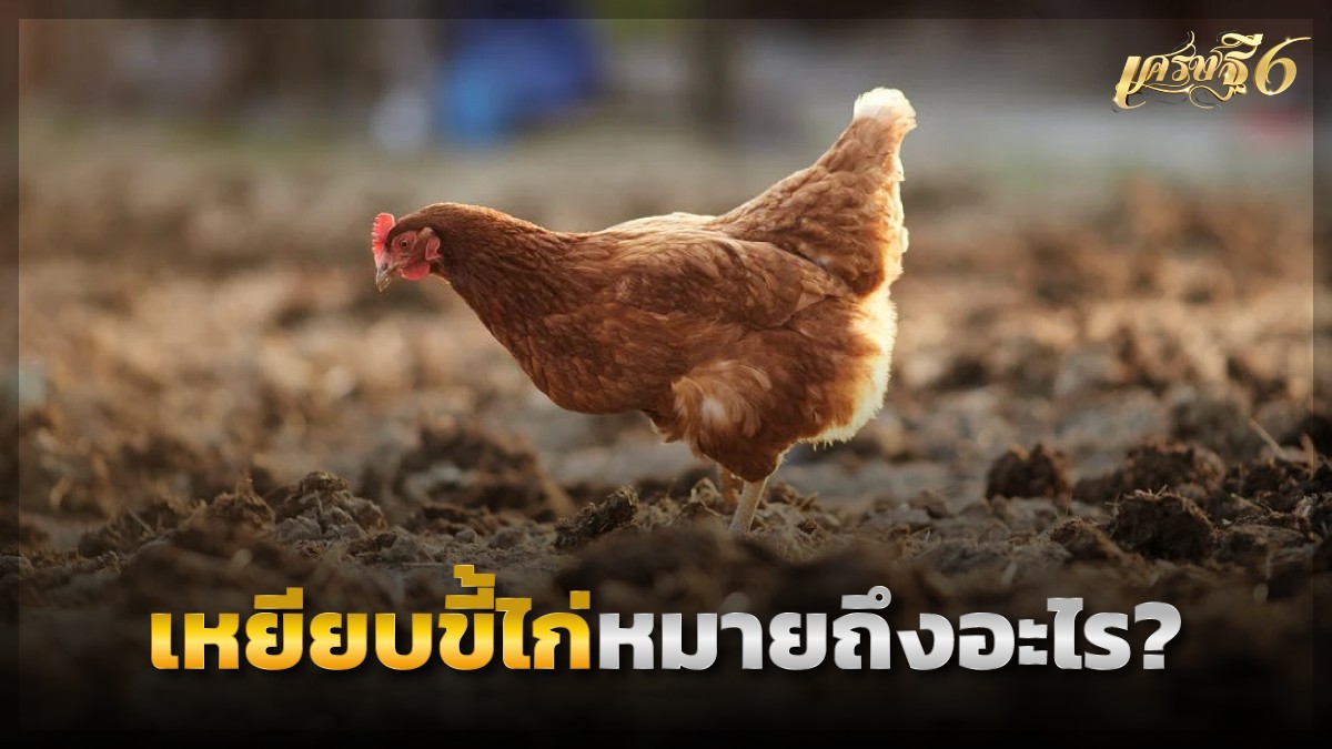 เหยียบขี้ไก่