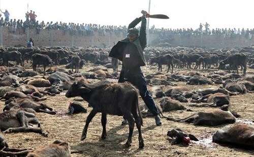 การฆ่าสัตว์ 