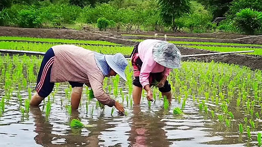 ทำนาปลูกข้าว