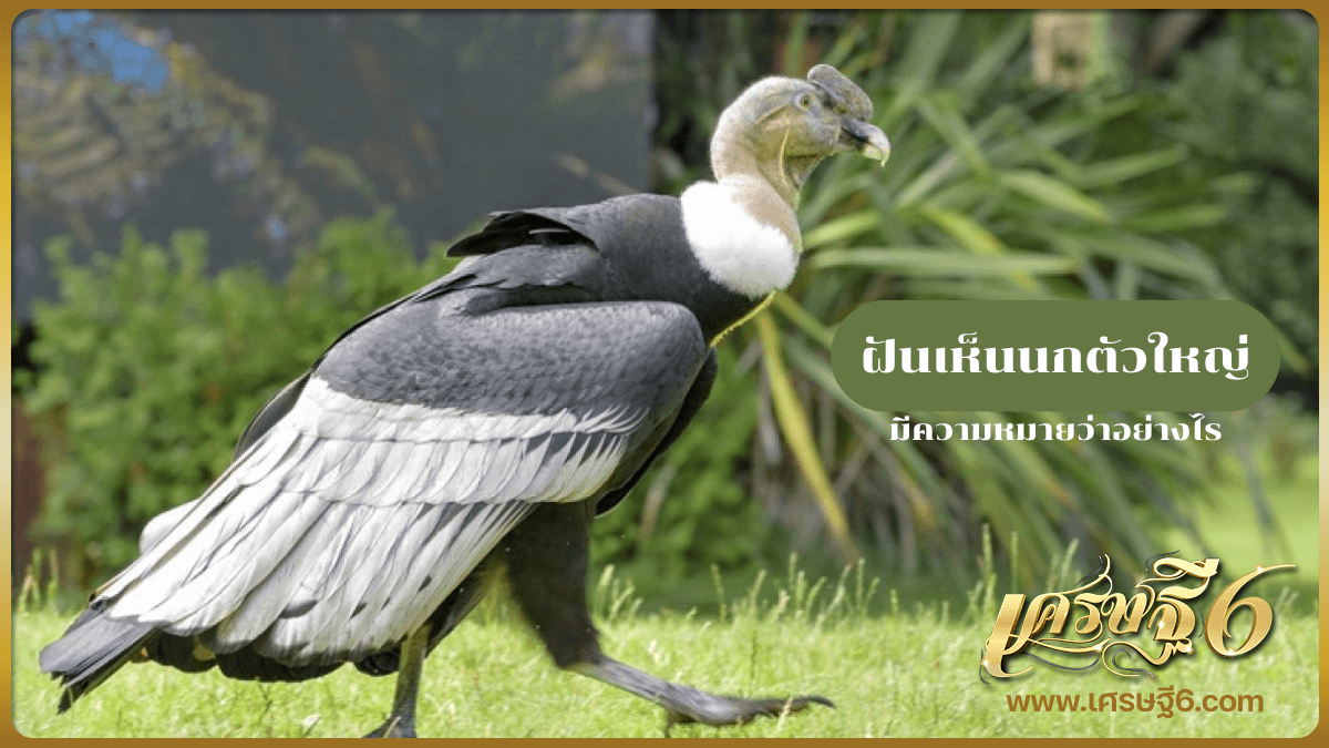 ฝันเห็นนกตัวใหญ่