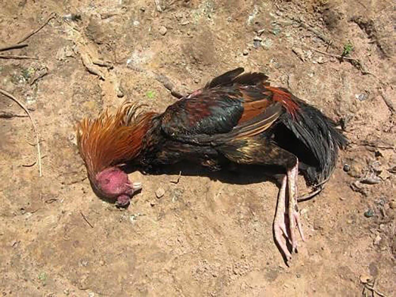 อากาศร้อนทำไก่ชน 