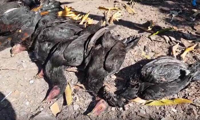 ไก่ตาย 