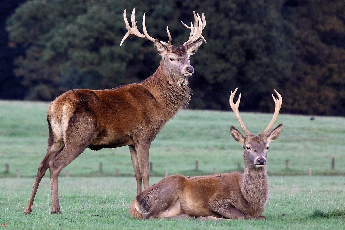 กวางรูซาชวา