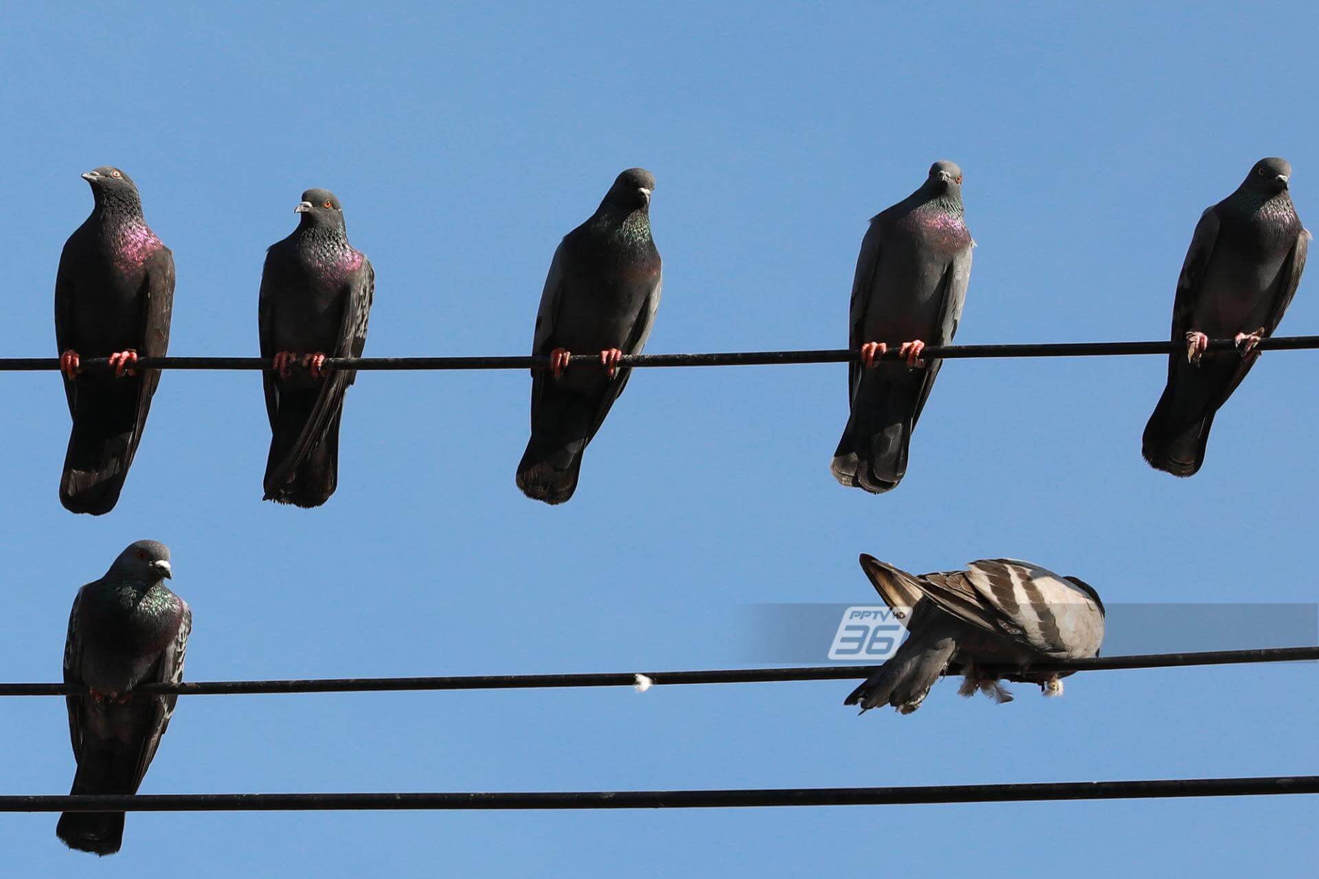 นกเกาะเสาไฟฟ้า 