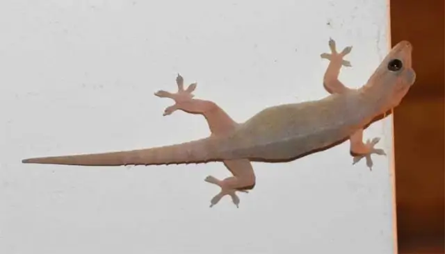 จิ้งจก1ตัว