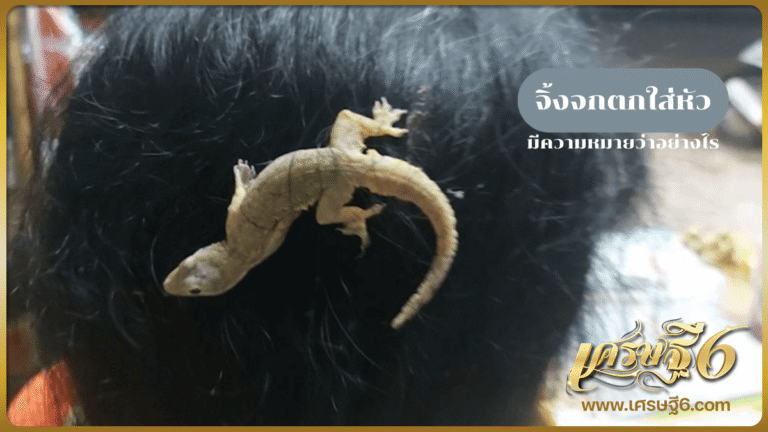 จิ้งจกตกใส่หัว