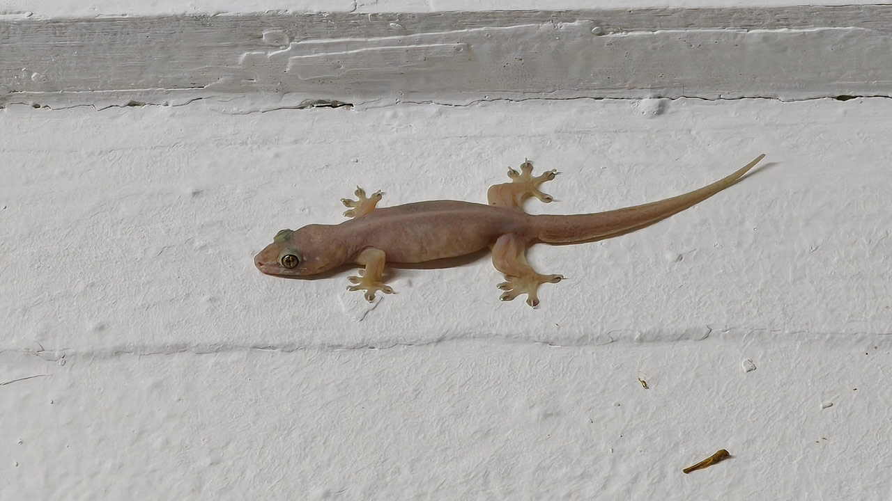 จิ้งจกร้องทักกลางคืน