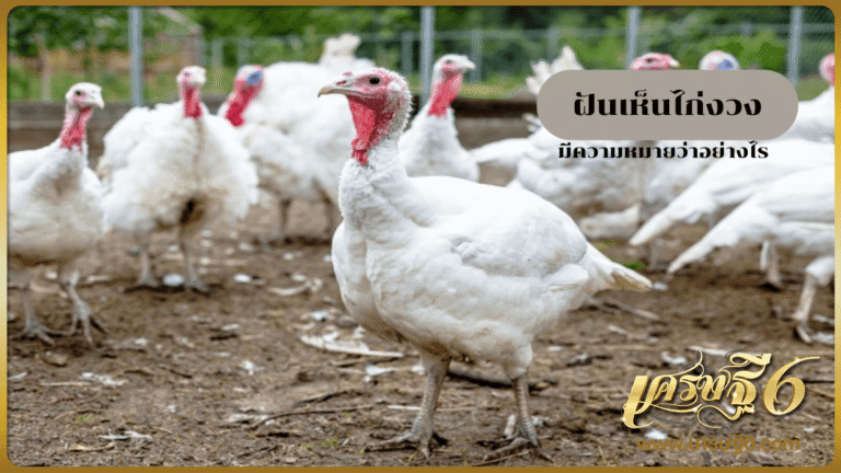 ฝันเห็นไก่งวง