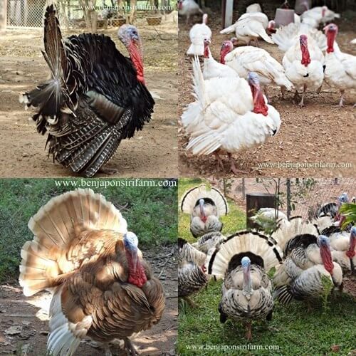 ไก่งวง (Turkey)