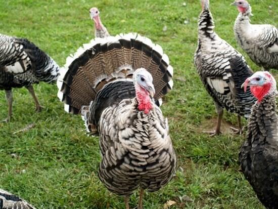 ไก่งวงไม่ใช่ไก่