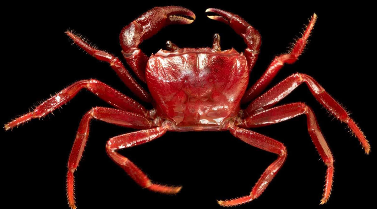 ปูมดแดง 