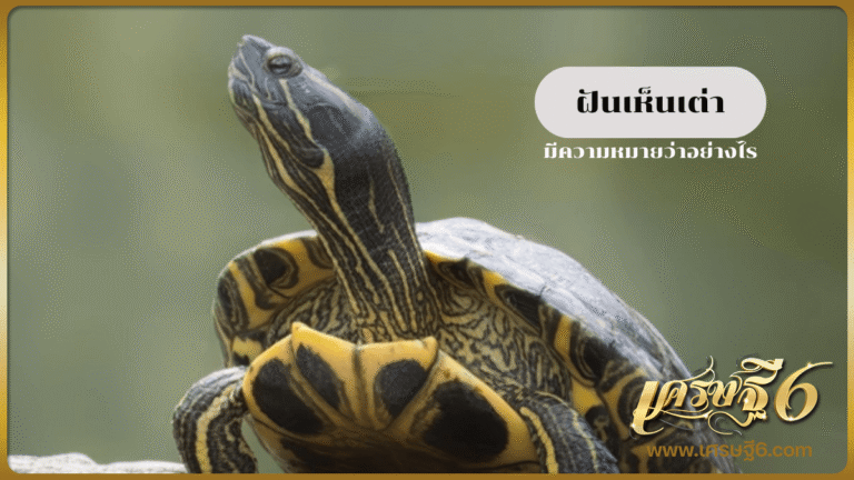 ฝันเห็นเต่า