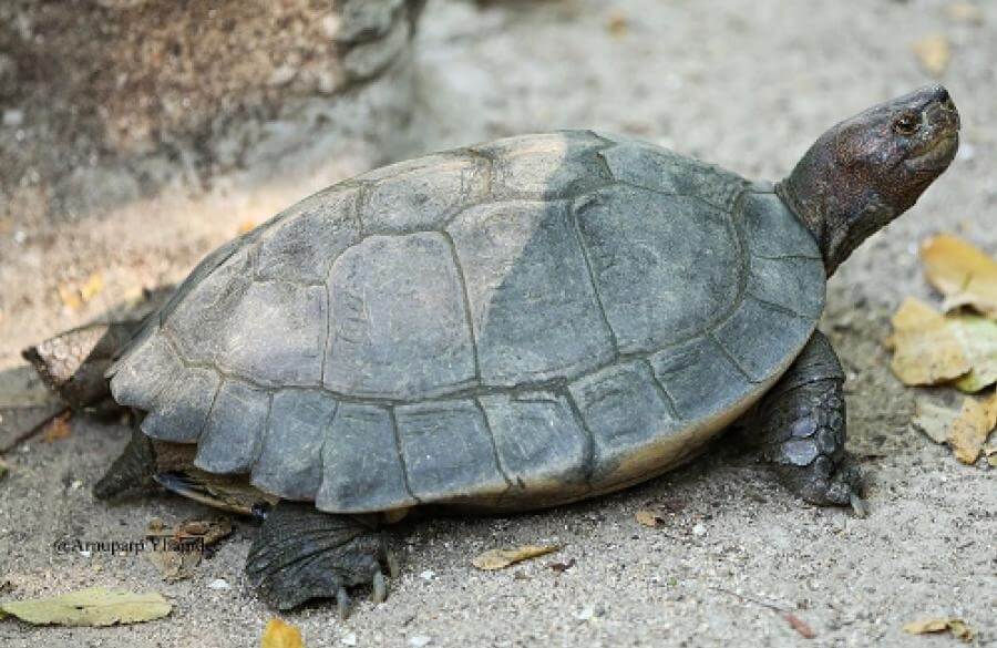 เต่าบ้าน