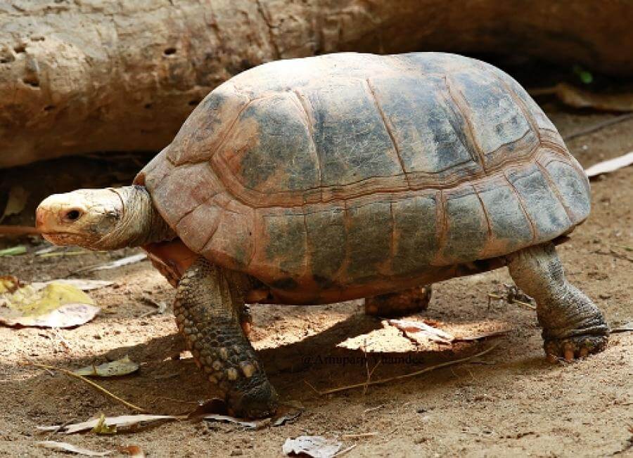 เต่าเทียน 