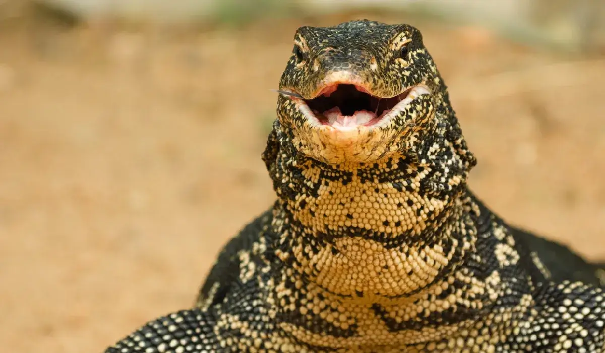 ตัวเงินตัวทอง1ตัว