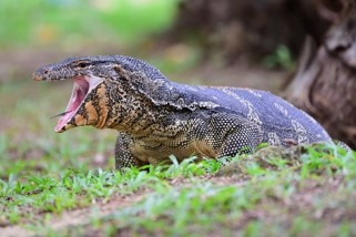 ตัวเงินตัวทองอ้าปาก