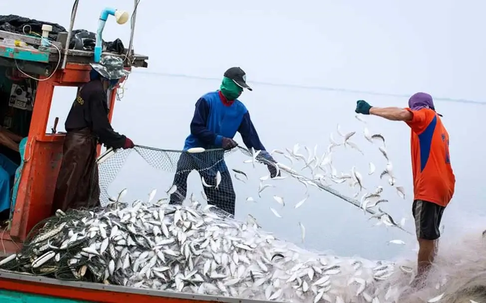 จับลูกปลา 