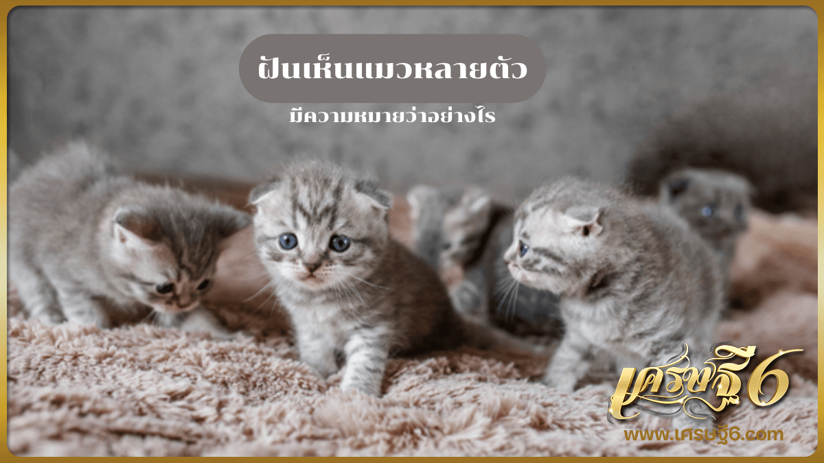 ฝันเห็นแมวหลายตัว