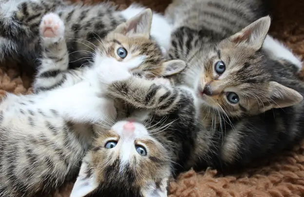 ลูกแมวหลายตัว