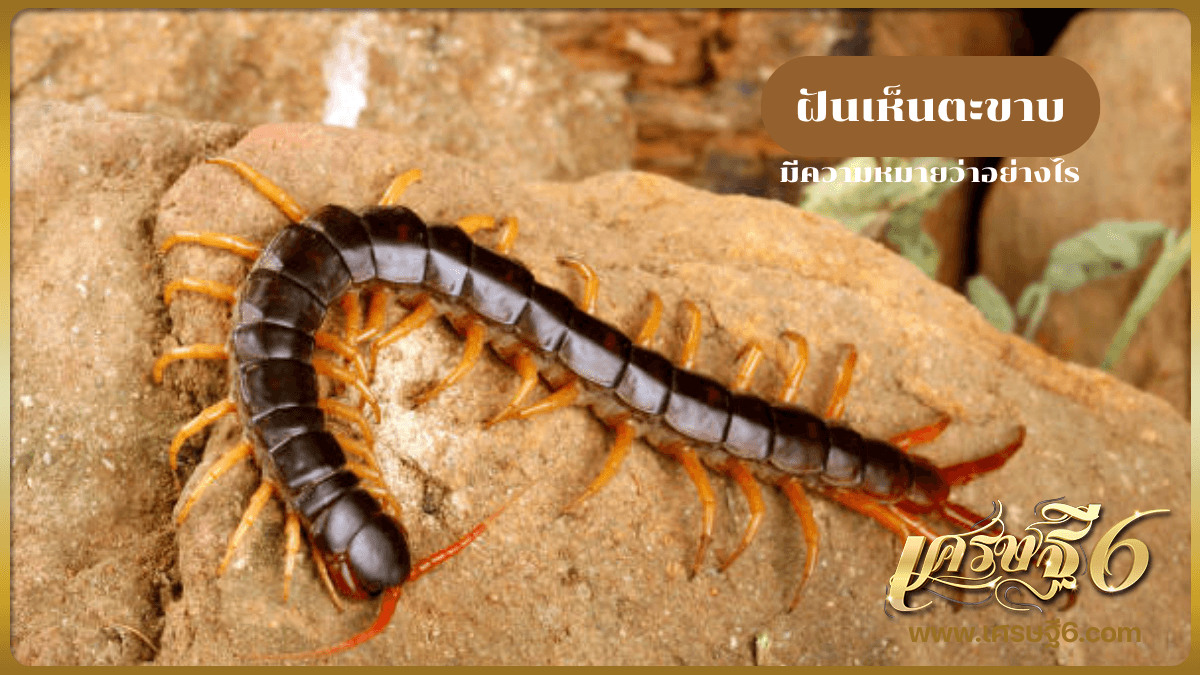 ฝันเห็นตะขาบ