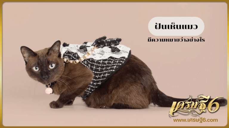 ฝันเห็นแมว