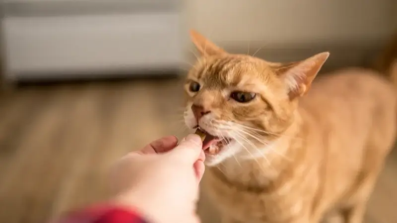 แมวกินอาหาร 